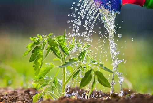 چرا گیاهان به آب نیاز دارند؟